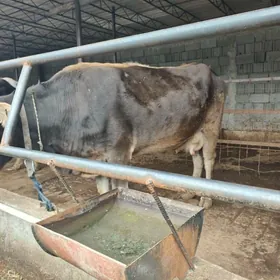 göleli we bogoz sygyrlar