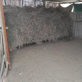 arassa mellek yorunja