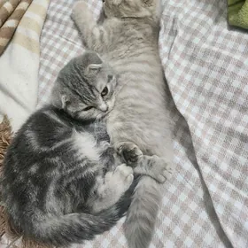 Шотландские котята