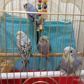 popugay попугаи