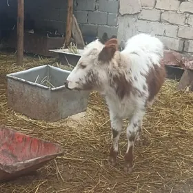 öküzçe tüwe öküz göle