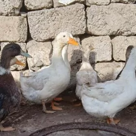 Ördek Indutga gus induk towuk