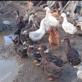 Ördek Indutga gus induk towuk