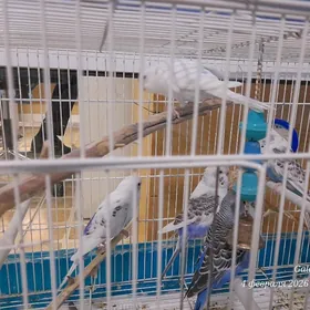 продётся  попугай