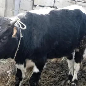 sygyr,okuz,tuwe,65808483,