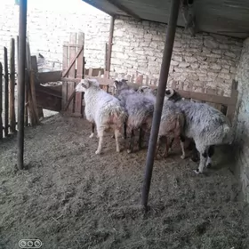 Goçlar 5sany öýde bakylan