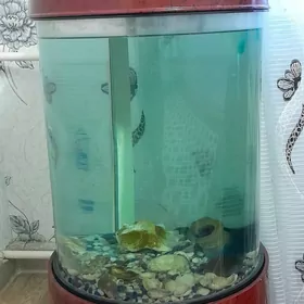 akwarun hemme lady ba