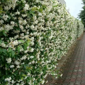 Jasmin Çyrmaşyk gùl