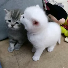 sotlan paroda pisikler