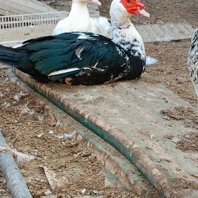 Мускус ордек