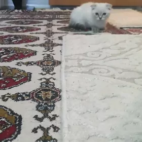 pişikler кошки