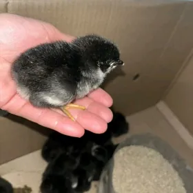 Jersi Gigant jüýje