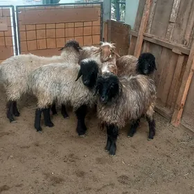 Türkmen Kisar işşekler