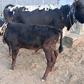 GOLELİ SYGYR TOHUM MAL