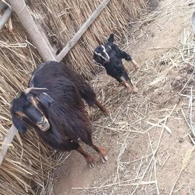 Owlakly Ýaş Dog Geçi