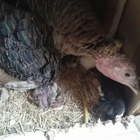 индук.жуже.