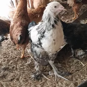 ПАРОДНЫ АЙАГЫ ПЕРЛИ ЖУЙЖЕ