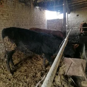 Окузлер 2 яш