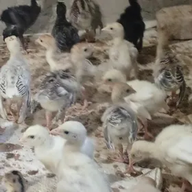 induk jujeinduk juje