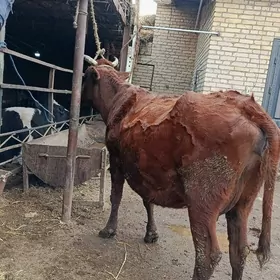 арасса бурлат голели сыгыр