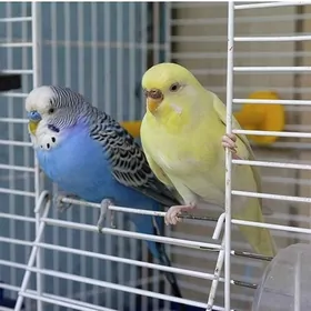 Попугай totyguş papugay