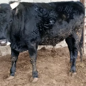 Okuz amatly mallar 15-sany