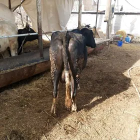 саглик инек