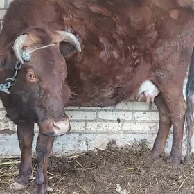 хожекли сыгыр