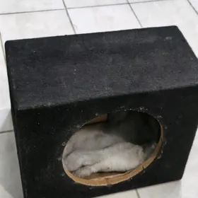 sambufer bocka dasy dine