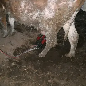 саглик сментал инеклер