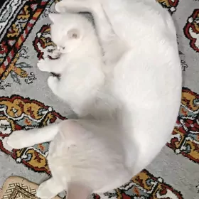 шотландские вислоушки