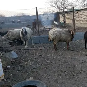 gisar goç goýun kisar