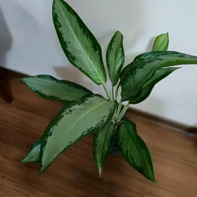 АнтуриумАнтуриум