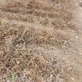 gulgune taypi uzum sitil