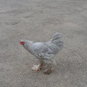 brama lawanda horaz 11 aýlyk