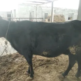 gololi sygyr bakylan