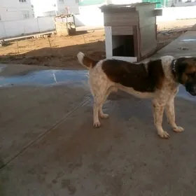 Turkmen it Baronyn ogly