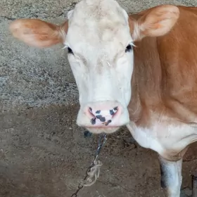 Simental sygyr kelek orginal