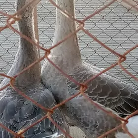 ördek guss martin jüýje