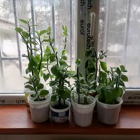 педилантус (берёзка)