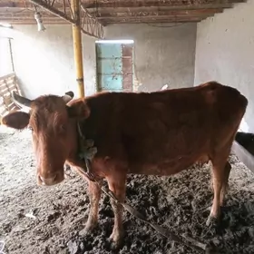 Goleli sygyr 2goleli