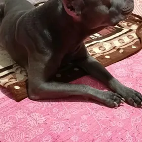 парода гужук