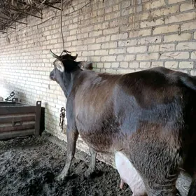 арасса шивет голели сыгыр