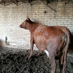 арасса бурлат голели сыгыр