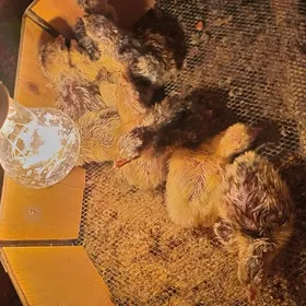 induk juje togsan tuy juje