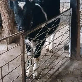 Galişdeỳin öküz