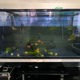аквариум 130 литров + рыбки