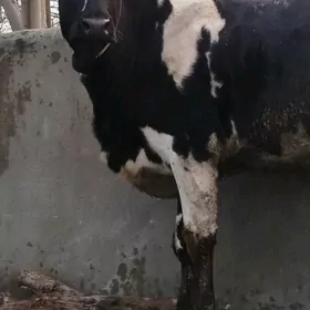 Arassa Gibrit tuwe sygyr