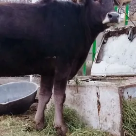 Tohum siwit tuwe sygyr