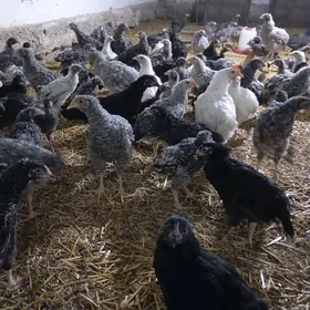 Доминант порода джуйже